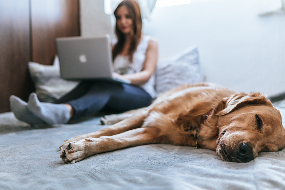 The coronavirus pet adoption boom: How new owners and shelters are responding to the increasing demand of pets